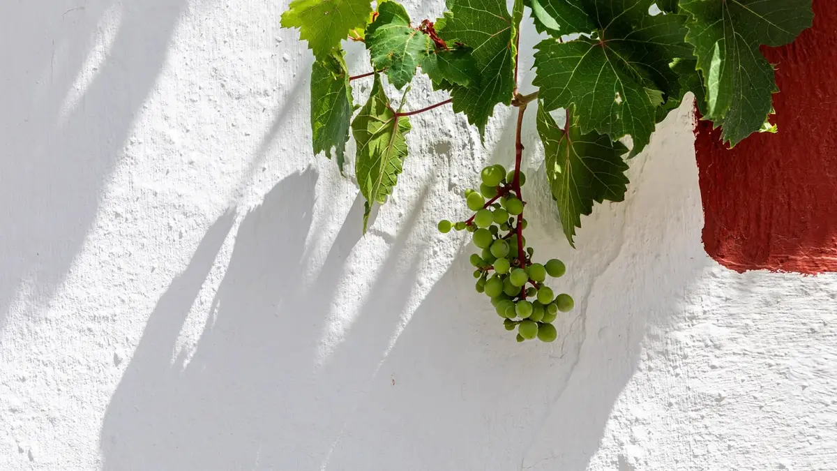 Kreta (GR), Margarites, Weintraube 2023 8684