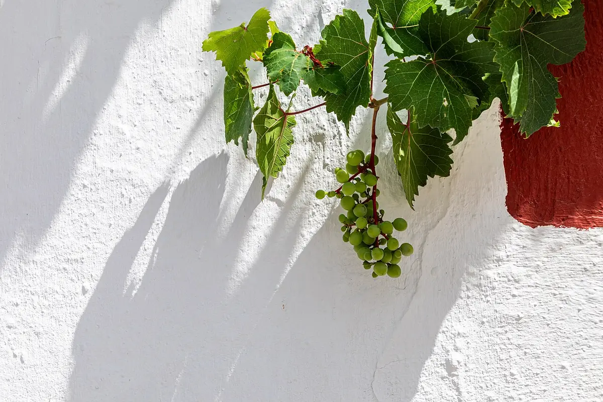 Vindruvor på Kreta
