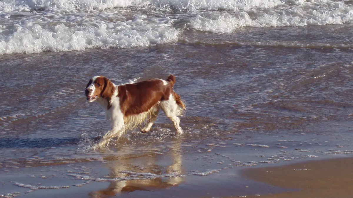 Dog on beach