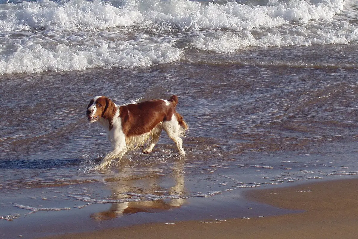 Hund på strand som kontext för resa med husdjur
